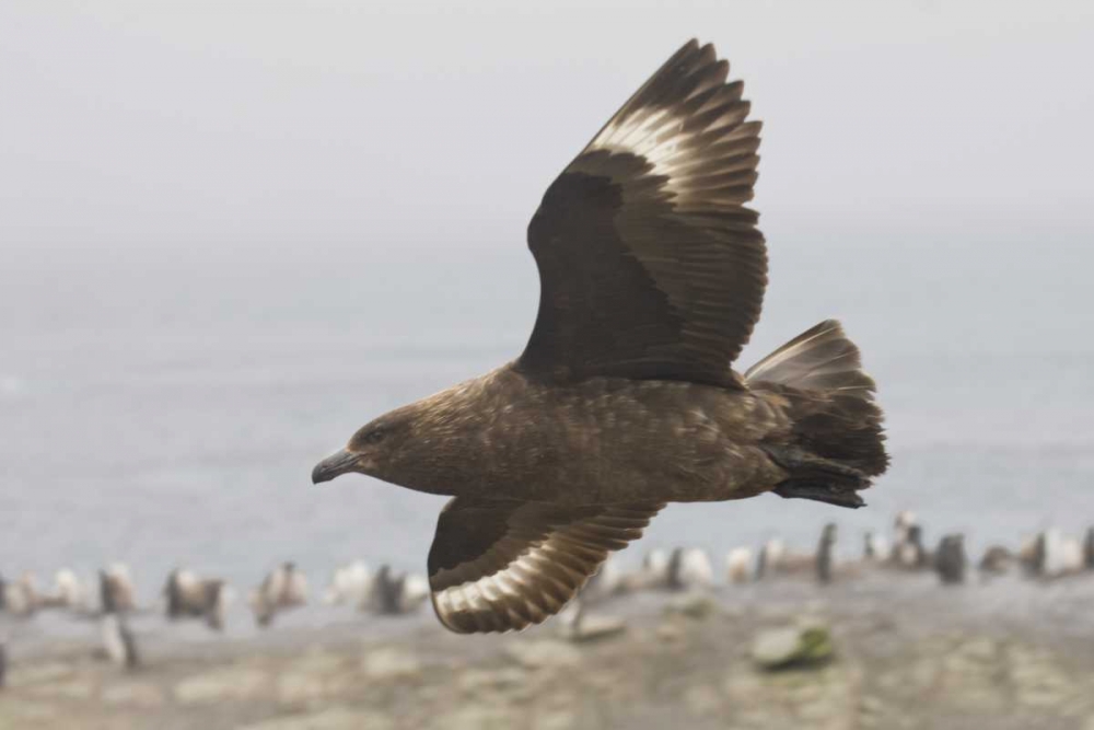 Antarctica, Brown skua soars over penguin colony